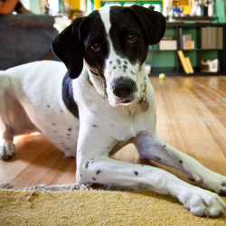 DogWatch of Northeast Wisconsin, Green Bay, Wisconsin | Indoor Pet Boundaries Contact Us Image