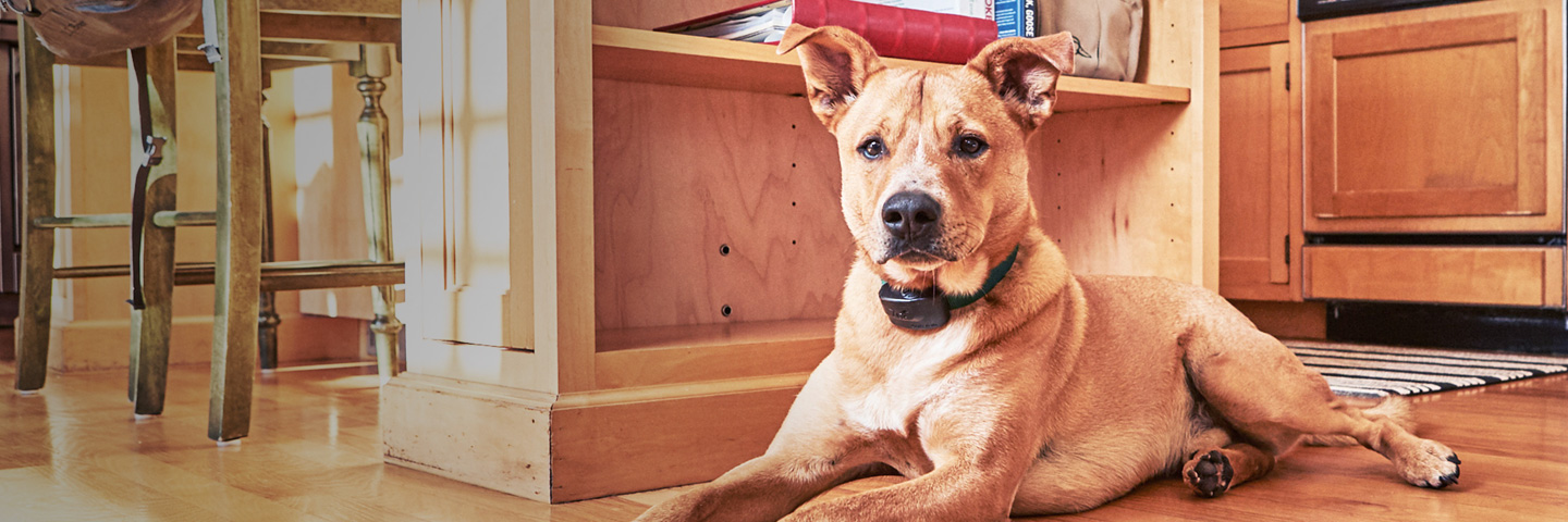 DogWatch of Northeast Wisconsin, Green Bay, Wisconsin | Indoor Pet Fences Slider Image